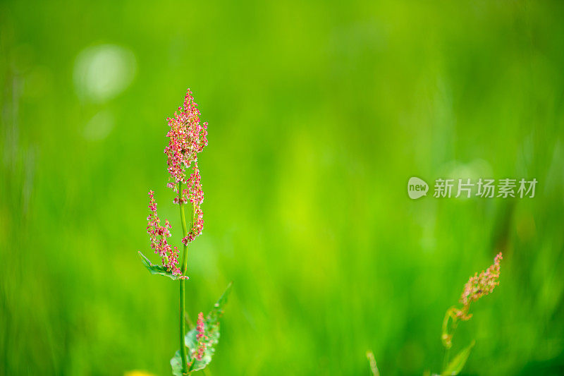 酢浆草属(Rumex acetosa)